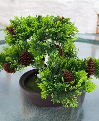 עץ בונזאי+כלי אובלי+איצטרובלים 20 סמ.