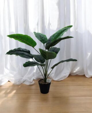 צמח 12 עלים 50 סמ. צמח 12 עלים 50 סמ.