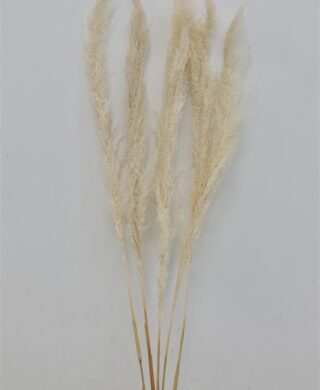 סט *5 קנה סוף טבעי מולבן 130 סמ. סט *5 קנה סוף טבעי מולבן 130 סמ.