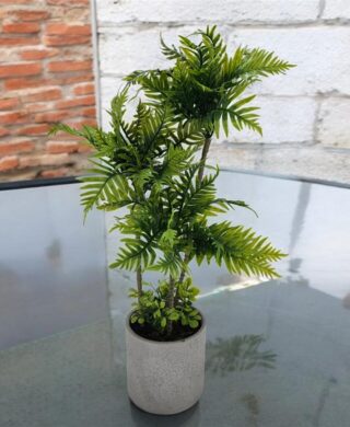 צמח+כלי קרמיקה 61 סמ. צמח+כלי קרמיקה 61 סמ.