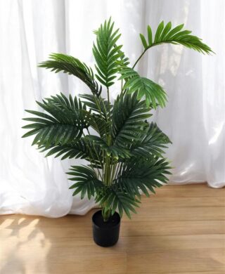 צמח 100 סמ. צמח 100 סמ.