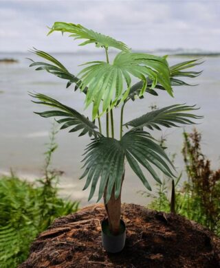 צמח עלים 140 סמ.