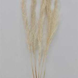 סט *10 קנה סוף טבעי 140 סמ.