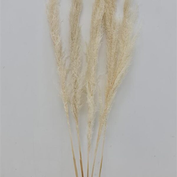 סט *10 קנה סוף טבעי 140 סמ.