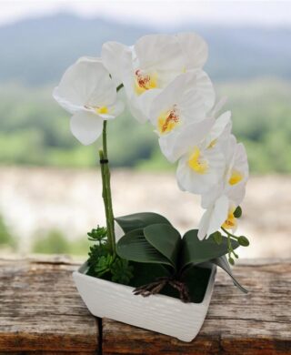 סחלב+כלי מלבני 40 סמ. סחלב+כלי מלבני 40 סמ.