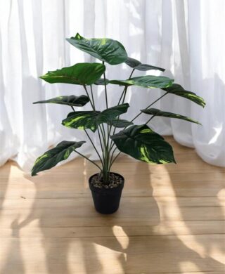 צמח 12 עלים 50 סמ.