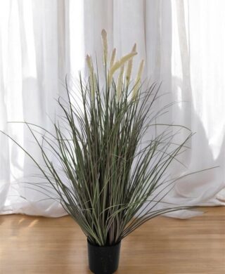 צמח 90 סמ. צמח 90 סמ.