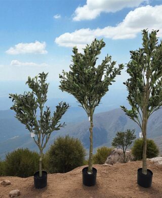 עץ זית 19 ענפים 1.8 מטר