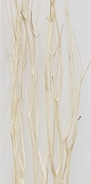 חב' 5 ענפים לבנים 1.1 מטר חב' 5 ענפים לבנים 1.1 מטר