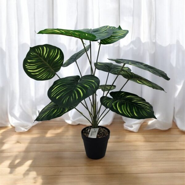 צמח 12 עלים 50 סמ.