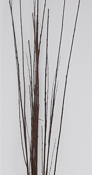 חב' 10 ענפים שחורים 1.8 מטר חב' 10 ענפים שחורים 1.8 מטר