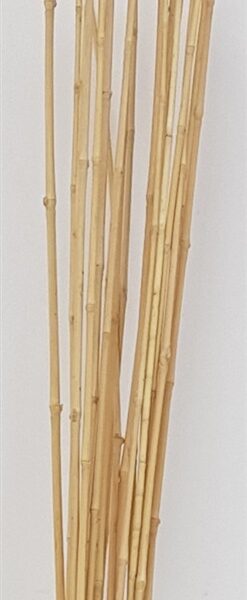 חב' 20 במבוק טבעי 1.6 מטר חב' 20 במבוק טבעי 1.6 מטר