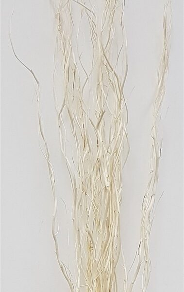 חב' 15 ענפים לבנים 1.5 מטר חב' 15 ענפים לבנים 1.5 מטר