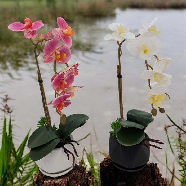 סחלבים+כלי לבן  40 סמ.