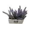 צמח לבנדר+ כלי מלבני 20 סמ.