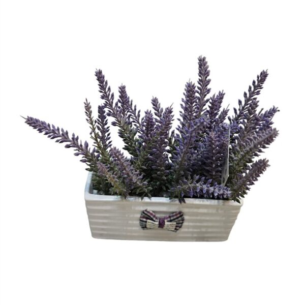 צמח לבנדר+ כלי מלבני 20 סמ.