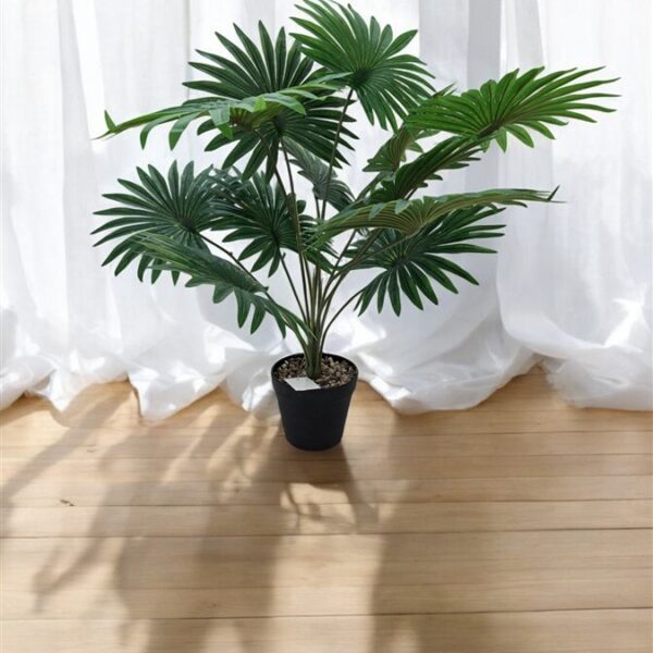 צמח 12 עלים 50 סמ. צמח 12 עלים 50 סמ.